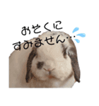 うさぎのち晴れ♪時々⭐ちんちら⑩（個別スタンプ：6）