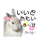 うさぎのち晴れ♪時々⭐ちんちら⑩（個別スタンプ：14）