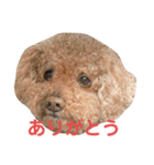 チョコ＿スタンプ（個別スタンプ：1）