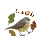 kikiの小鳥スタンプ・イラスト編2（個別スタンプ：34）
