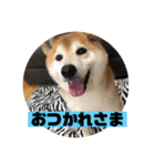 柴犬そらの家族で使える会話スタンプ（個別スタンプ：1）