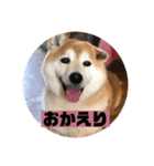 柴犬そらの家族で使える会話スタンプ（個別スタンプ：2）