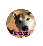 柴犬そらの家族で使える会話スタンプ（個別スタンプ：3）