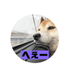 柴犬そらの家族で使える会話スタンプ（個別スタンプ：4）
