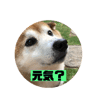 柴犬そらの家族で使える会話スタンプ（個別スタンプ：5）