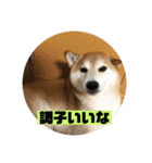 柴犬そらの家族で使える会話スタンプ（個別スタンプ：6）