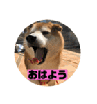 柴犬そらの家族で使える会話スタンプ（個別スタンプ：7）