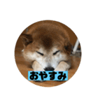 柴犬そらの家族で使える会話スタンプ（個別スタンプ：8）