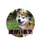 柴犬そらの家族で使える会話スタンプ（個別スタンプ：9）