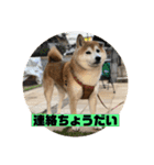 柴犬そらの家族で使える会話スタンプ（個別スタンプ：12）