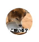 柴犬そらの家族で使える会話スタンプ（個別スタンプ：13）
