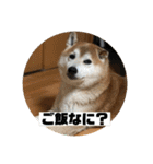 柴犬そらの家族で使える会話スタンプ（個別スタンプ：14）