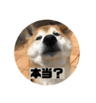 柴犬そらの家族で使える会話スタンプ（個別スタンプ：16）