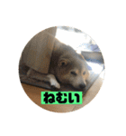 柴犬そらの家族で使える会話スタンプ（個別スタンプ：17）