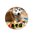 柴犬そらの家族で使える会話スタンプ（個別スタンプ：18）