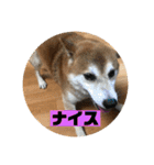 柴犬そらの家族で使える会話スタンプ（個別スタンプ：20）