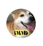 柴犬そらの家族で使える会話スタンプ（個別スタンプ：21）