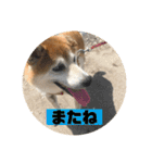柴犬そらの家族で使える会話スタンプ（個別スタンプ：22）
