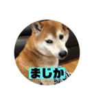 柴犬そらの家族で使える会話スタンプ（個別スタンプ：23）