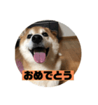柴犬そらの家族で使える会話スタンプ（個別スタンプ：24）