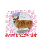 プリティさいちゃん（個別スタンプ：2）