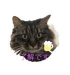 ロンさんの日常1（個別スタンプ：1）