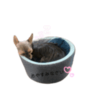 ヨーチワ♡日常会話編（個別スタンプ：6）