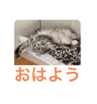 AsaCoco 2nd ver（個別スタンプ：1）