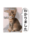 AsaCoco 2nd ver（個別スタンプ：6）