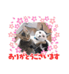 AsaCoco 2nd ver（個別スタンプ：7）