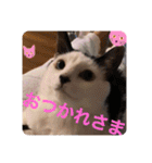 AsaCoco 2nd ver（個別スタンプ：11）