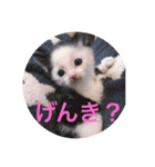 AsaCoco 2nd ver（個別スタンプ：12）