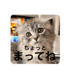 AsaCoco 2nd ver（個別スタンプ：14）