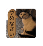 AsaCoco 2nd ver（個別スタンプ：23）