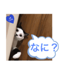 AsaCoco 2nd ver（個別スタンプ：26）