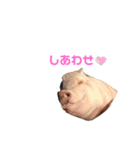 ミニブタ朔太朗（個別スタンプ：22）