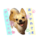 ナナちゃんスタンプ【よく使うワン②】（個別スタンプ：1）