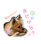 ナナちゃんスタンプ【よく使うワン②】（個別スタンプ：4）