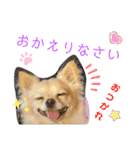ナナちゃんスタンプ【よく使うワン②】（個別スタンプ：5）
