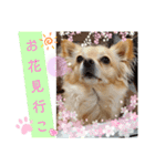 ナナちゃんスタンプ【よく使うワン②】（個別スタンプ：6）