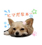 ナナちゃんスタンプ【よく使うワン②】（個別スタンプ：9）