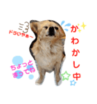 ナナちゃんスタンプ【よく使うワン②】（個別スタンプ：11）