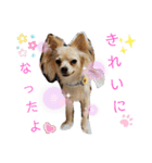 ナナちゃんスタンプ【よく使うワン②】（個別スタンプ：12）