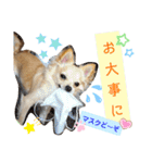 ナナちゃんスタンプ【よく使うワン②】（個別スタンプ：14）