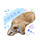 ナナちゃんスタンプ【よく使うワン②】（個別スタンプ：15）