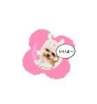 ここちゃんかわいいねスタンプ（個別スタンプ：7）