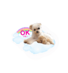 ここちゃんかわいいねスタンプ（個別スタンプ：12）