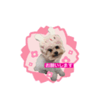 ここちゃんかわいいねスタンプ（個別スタンプ：17）
