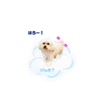 ここちゃんかわいいねスタンプ（個別スタンプ：21）