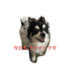 チワワの幸太さん 追加してます（個別スタンプ：8）